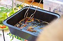 afrikanap_2009_028
