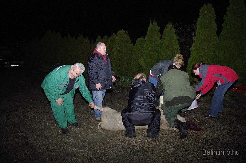 disznovagas_2008_011.jpg