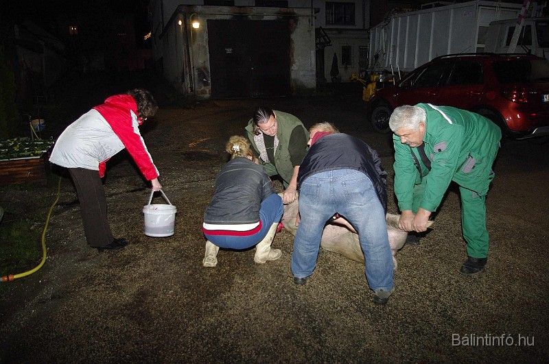 disznovagas_2008_015.jpg
