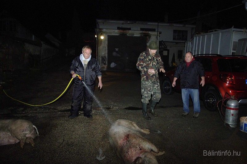 disznovagas_2008_018.jpg