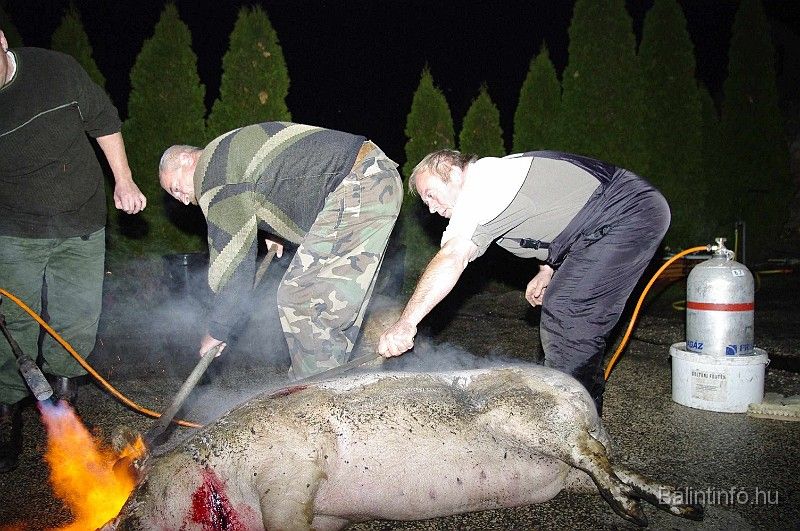 disznovagas_2008_024.jpg