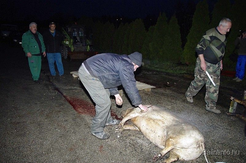 disznovagas_2008_030.jpg