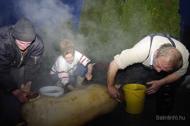disznovagas_2008_033.jpg