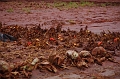 kolontar_adomany_2010_080