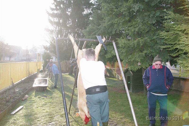 svab_disznovagas_2011_0026.jpg