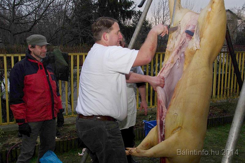 svab_disznovagas_torokbalint_2014_010.jpg