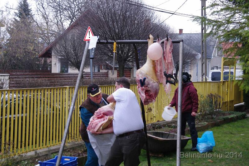 svab_disznovagas_torokbalint_2014_025.jpg