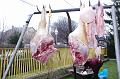 svab_disznovagas_torokbalint_2014_022