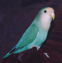 Agapornis t�rkiz
