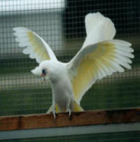 bareeyedcorella